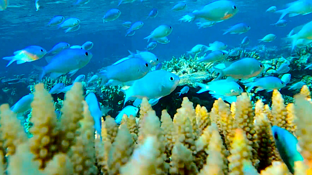 Olivia Wyatt's "Synchronized Swimming" Online Video Workouts on ALO Wellness Club