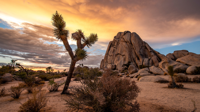 Jackie Stewart's "Joshua Tree Meditation Journey" Online Video Workouts on ALO Wellness Club