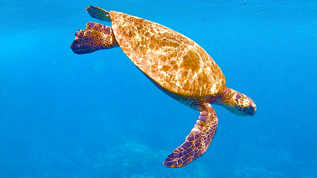 Olivia Wyatt's "Tranquil Sea Turtle" Online Video Workouts on ALO Wellness Club