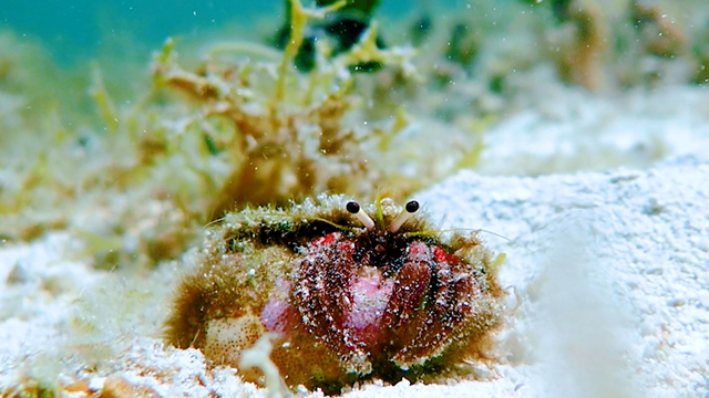 Olivia Wyatt's "Curious Hermit Crabs " Online Video Workouts on ALO Wellness Club