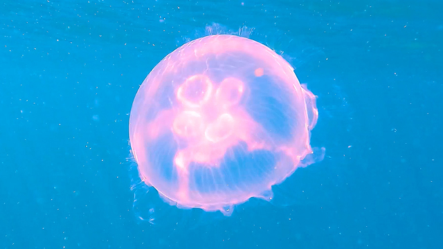 Olivia Wyatt's "Pink Moon Jellyfish" Online Video Workouts on ALO Wellness Club