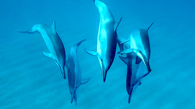 Olivia Wyatt's "Swimming With Dolphins" Online Video Workouts on ALO Wellness Club