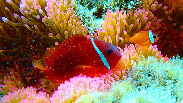 Olivia Wyatt's "Calming Anemone" Online Video Workouts on ALO Wellness Club