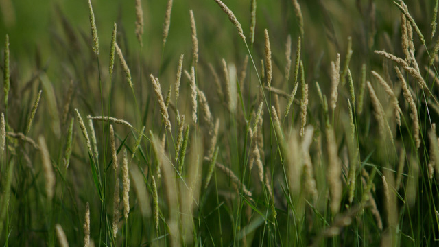 ALO Wellness Club's "Yellowstone Thunderstorm" Online Video Workouts on ALO Wellness Club