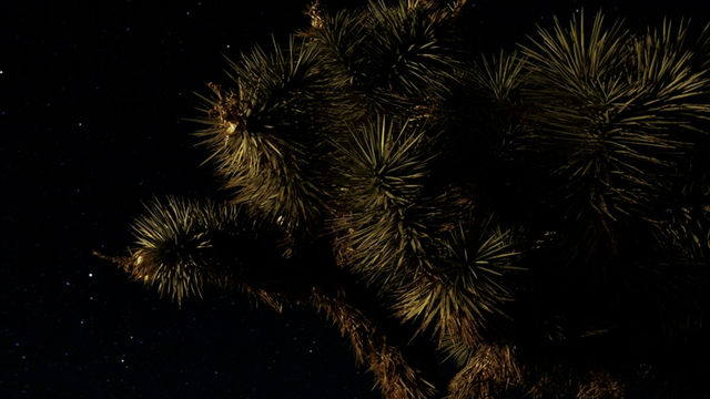 ALO Wellness Club's "Joshua Tree at Night" Online Video Workouts on ALO Wellness Club